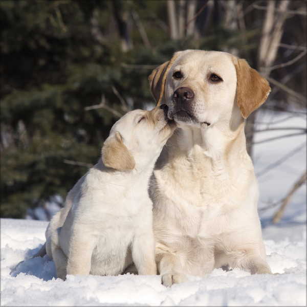 Weitere Ansicht: Dogs 2026