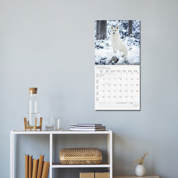 Weitere Ansicht: Dogs 2026