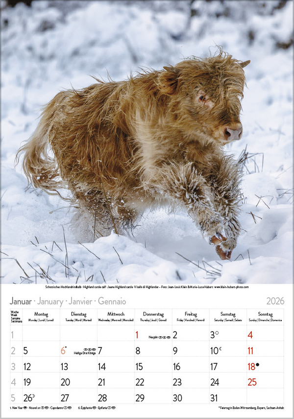 Weitere Ansicht: Tierkinder 2026