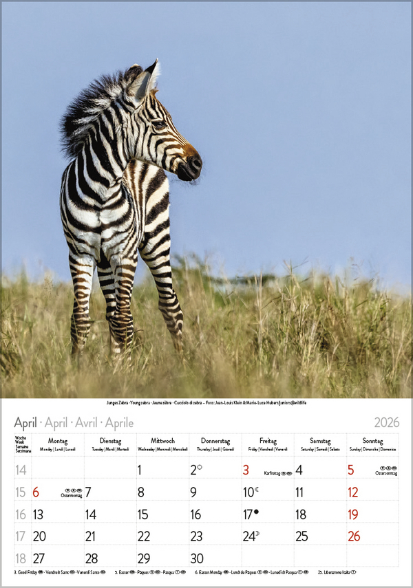 Weitere Ansicht: Tierkinder 2026