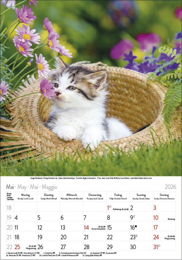 Weitere Ansicht: Tierkinder 2026