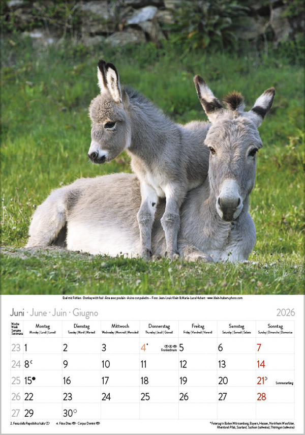 Weitere Ansicht: Tierkinder 2026