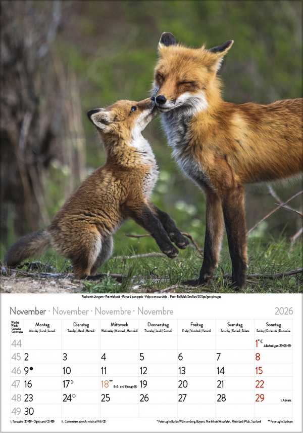 Weitere Ansicht: Tierkinder 2026