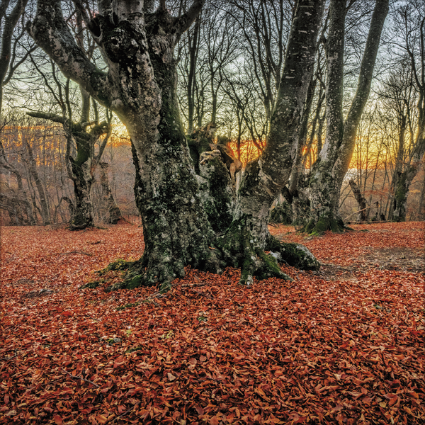 Weitere Ansicht: Magische Wälder 2026