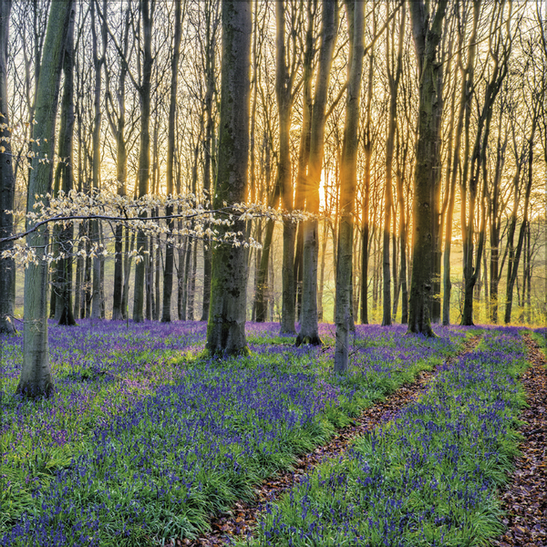 Weitere Ansicht: Magische Wälder 2026
