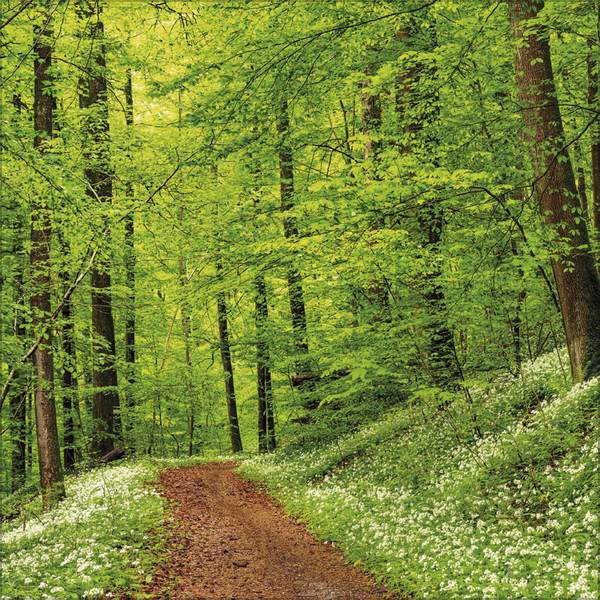 Weitere Ansicht: Magische Wälder 2026