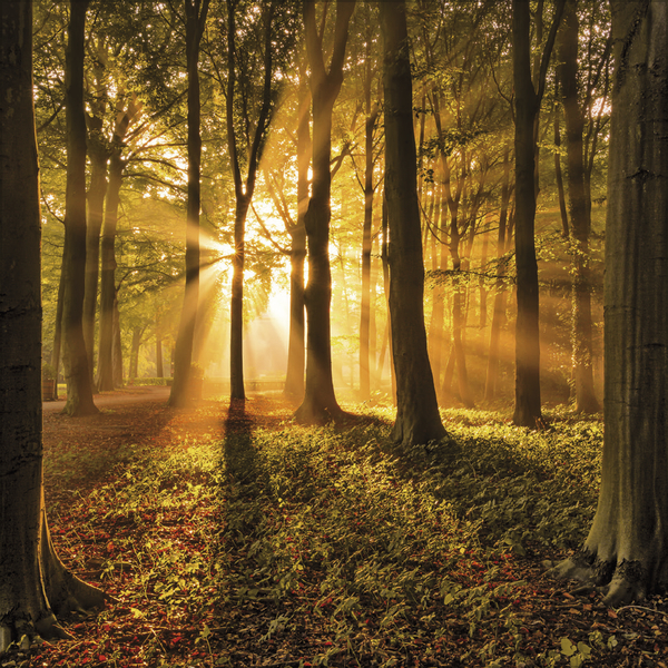 Weitere Ansicht: Magische Wälder 2026