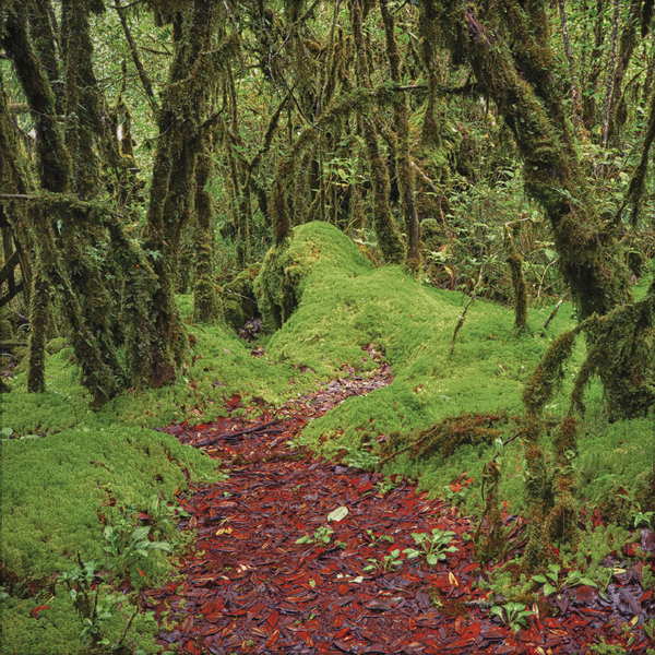 Weitere Ansicht: Magische Wälder 2026