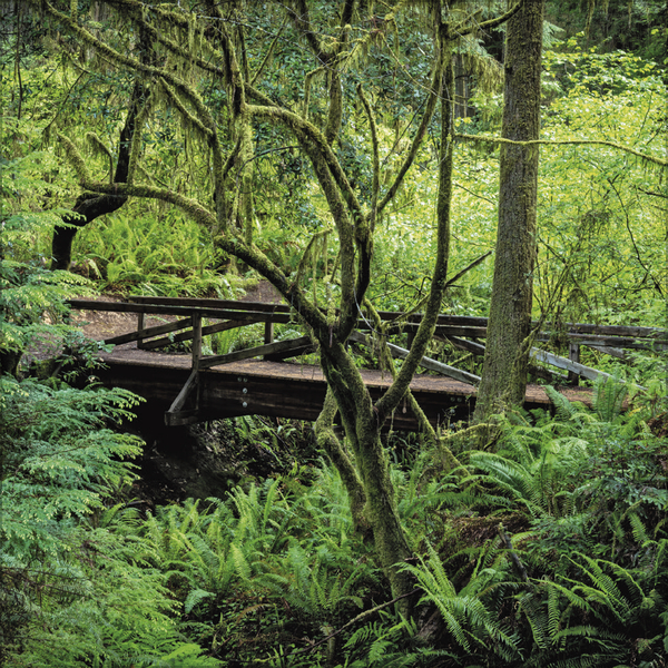 Weitere Ansicht: Magische Wälder 2026