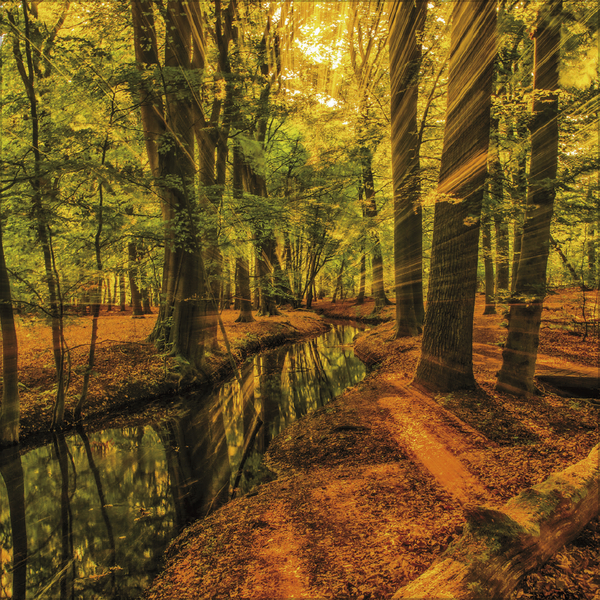 Weitere Ansicht: Magische Wälder 2026