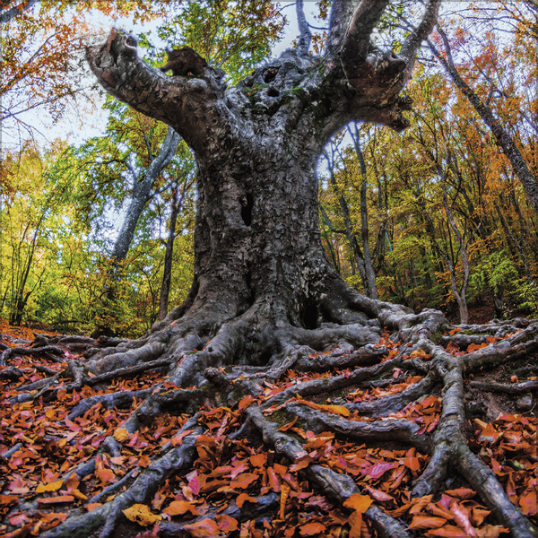 Weitere Ansicht: Magische Wälder 2026