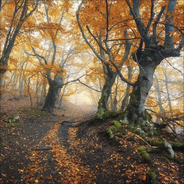 Weitere Ansicht: Magische Wälder 2026