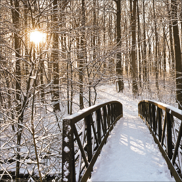 Weitere Ansicht: Magische Wälder 2026