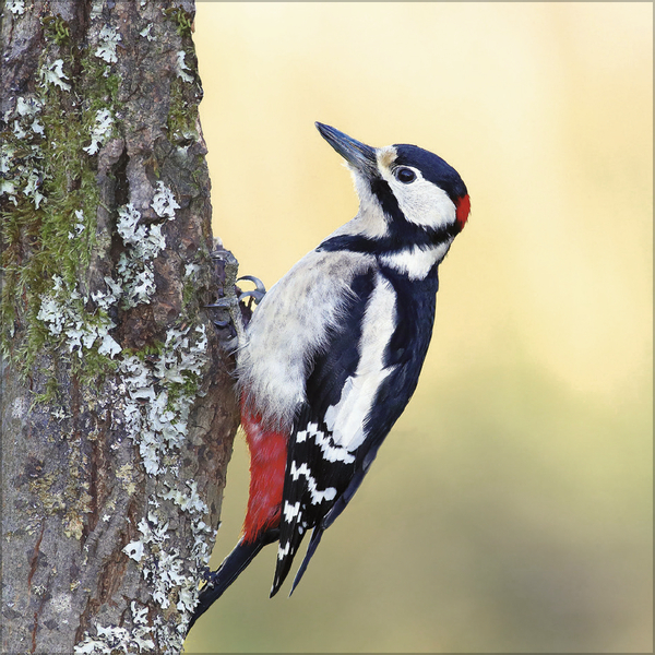 Weitere Ansicht: Vögel 2026