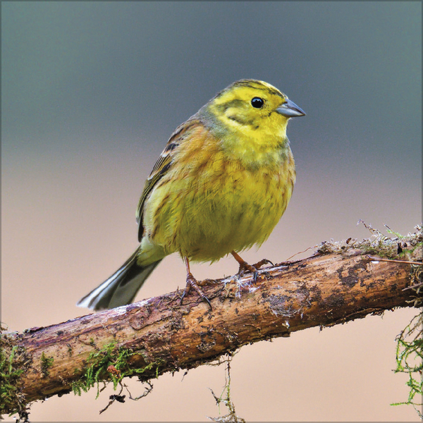 Weitere Ansicht: Vögel 2026