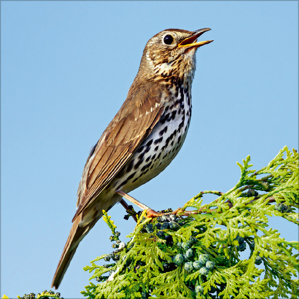 Weitere Ansicht: Vögel 2026