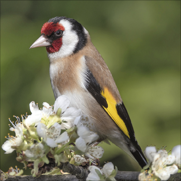 Weitere Ansicht: Vögel 2026