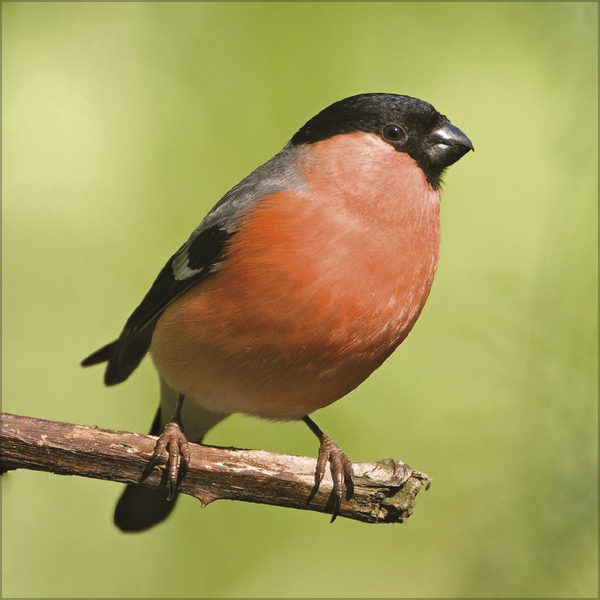 Weitere Ansicht: Vögel 2026