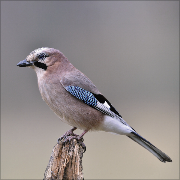 Weitere Ansicht: Vögel 2026