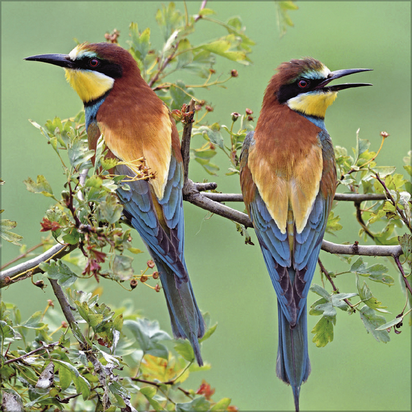 Weitere Ansicht: Vögel 2026