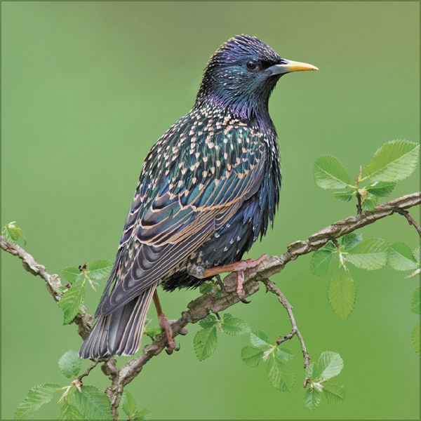 Weitere Ansicht: Vögel 2026