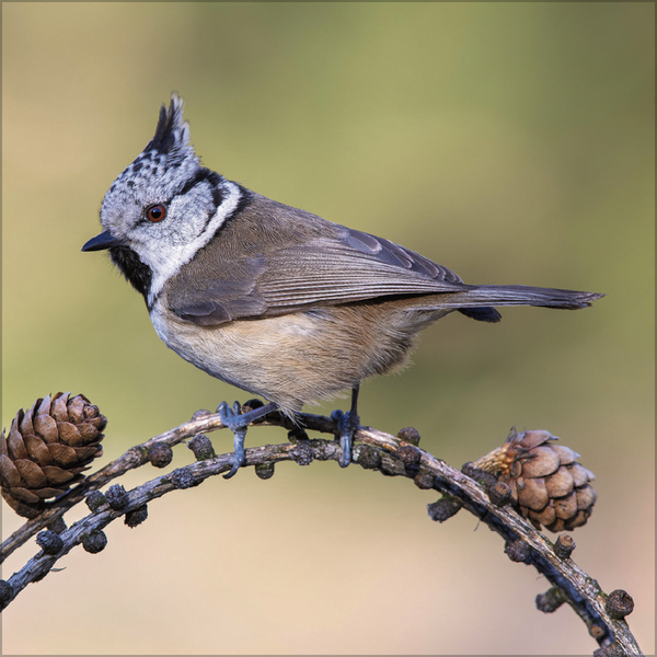 Weitere Ansicht: Vögel 2026