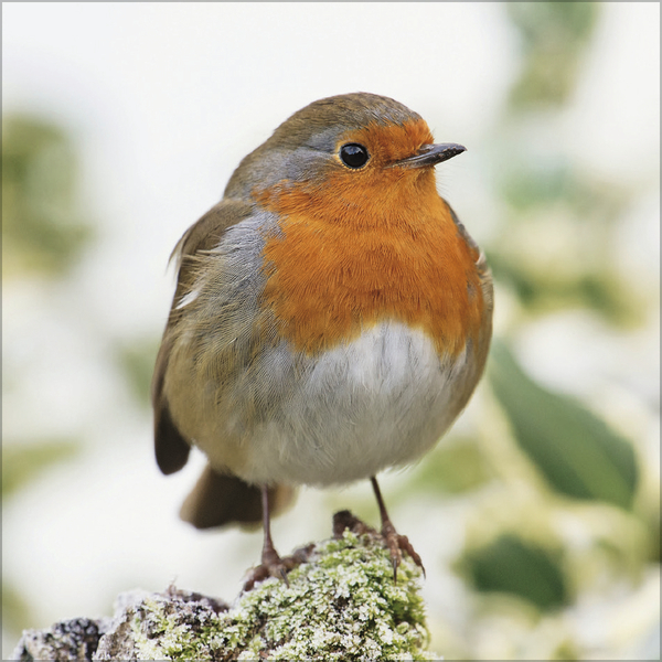 Weitere Ansicht: Vögel 2026