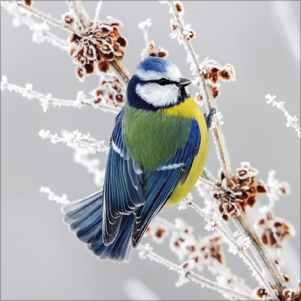 Weitere Ansicht: Vögel 2026