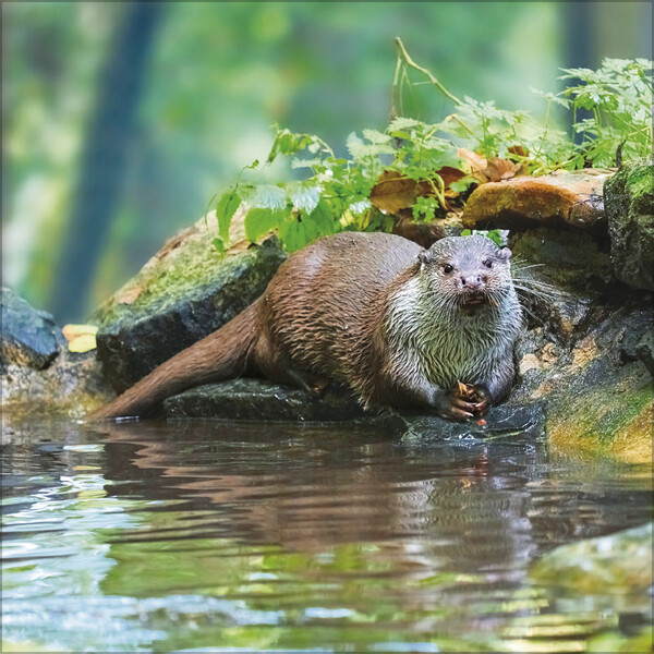 Weitere Ansicht: Tiere des Waldes 2026