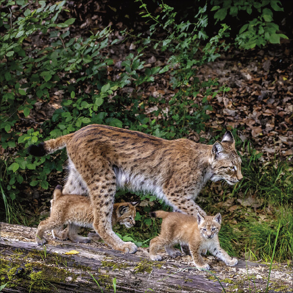 Weitere Ansicht: Tiere des Waldes 2026
