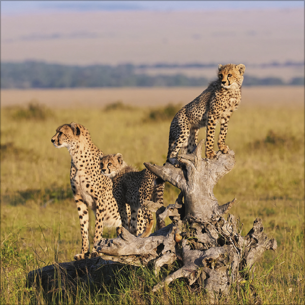 Weitere Ansicht: Big Cats 2026