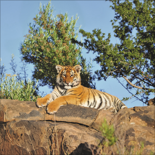 Weitere Ansicht: Big Cats 2026