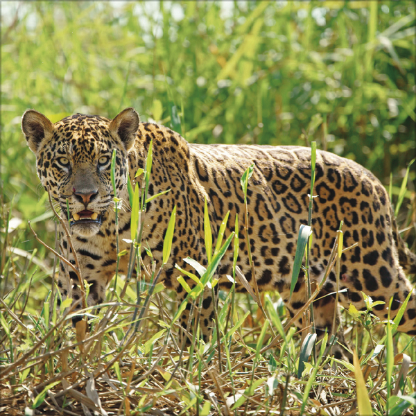 Weitere Ansicht: Big Cats 2026