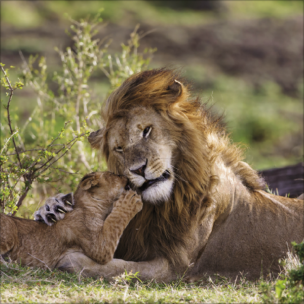 Weitere Ansicht: Big Cats 2026