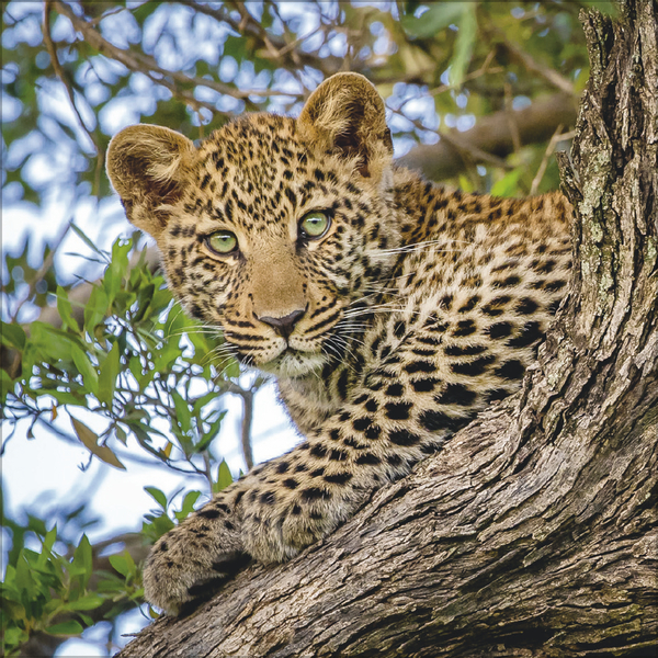 Weitere Ansicht: Big Cats 2026