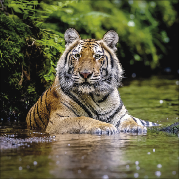 Weitere Ansicht: Big Cats 2026