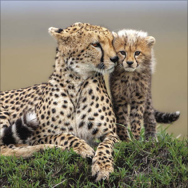 Weitere Ansicht: Big Cats 2026