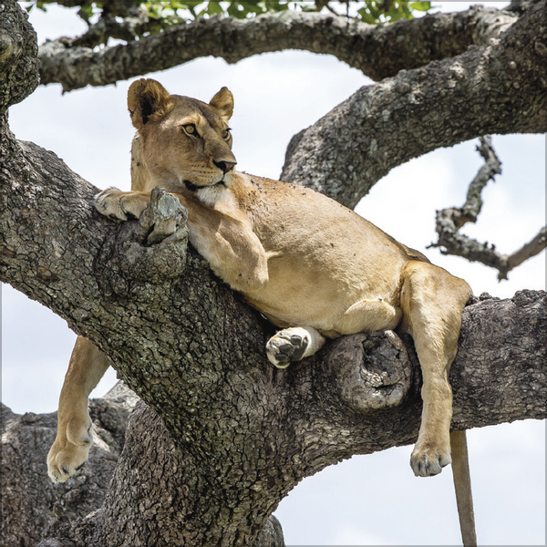 Weitere Ansicht: Big Cats 2026