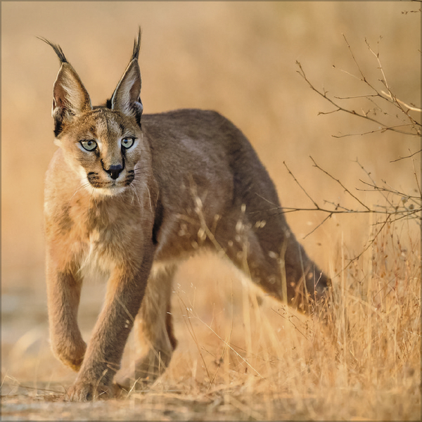 Weitere Ansicht: Big Cats 2026