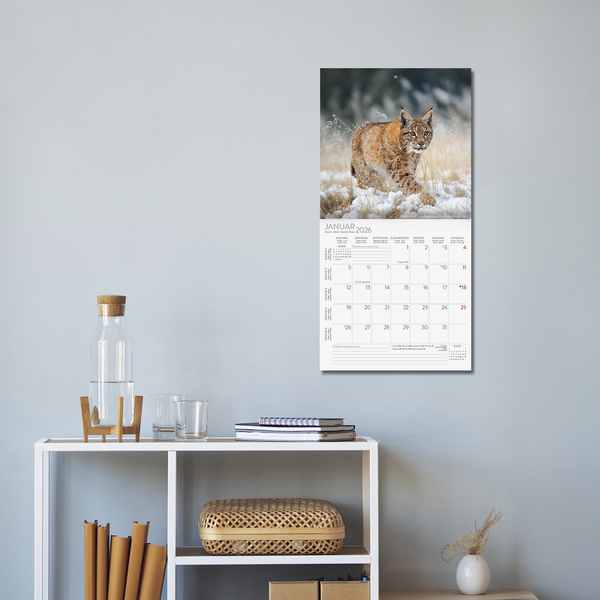 Weitere Ansicht: Big Cats 2026