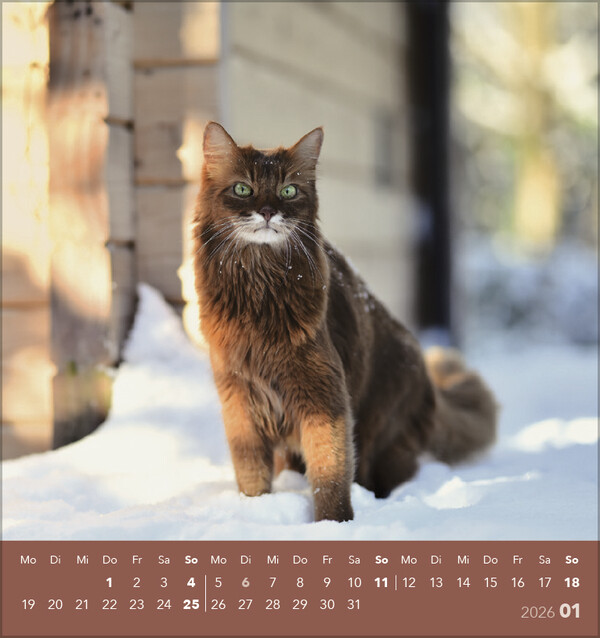 Weitere Ansicht: Schmusekatzen 2026