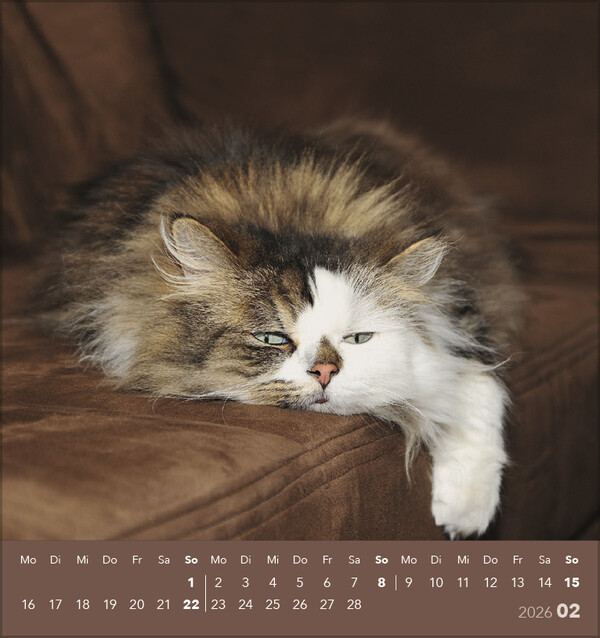 Weitere Ansicht: Schmusekatzen 2026