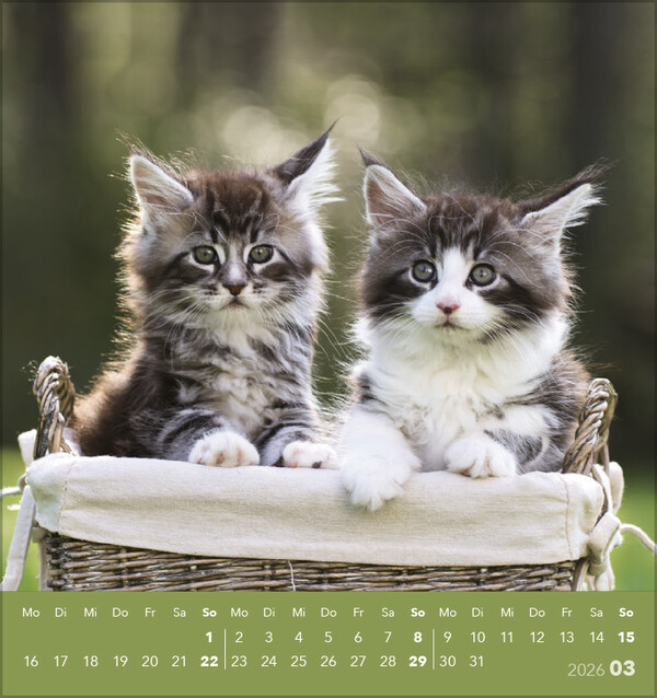Weitere Ansicht: Schmusekatzen 2026