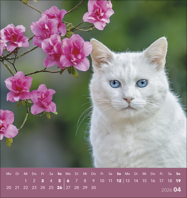 Weitere Ansicht: Schmusekatzen 2026
