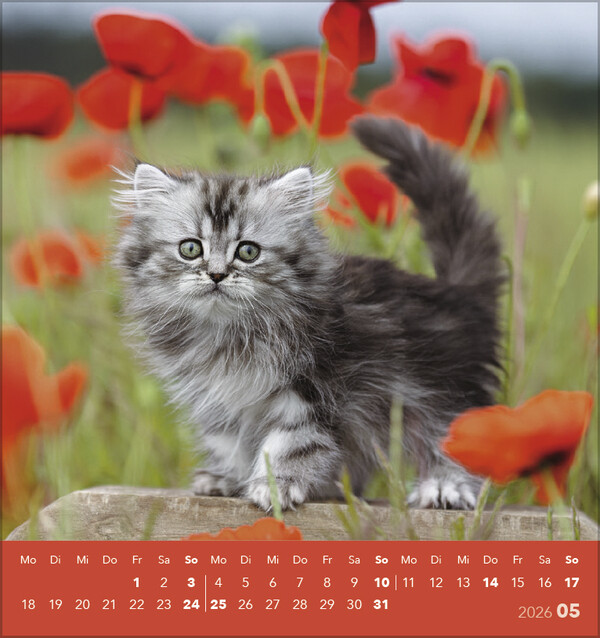 Weitere Ansicht: Schmusekatzen 2026