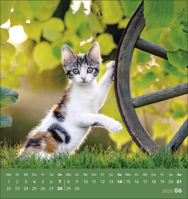 Weitere Ansicht: Schmusekatzen 2026