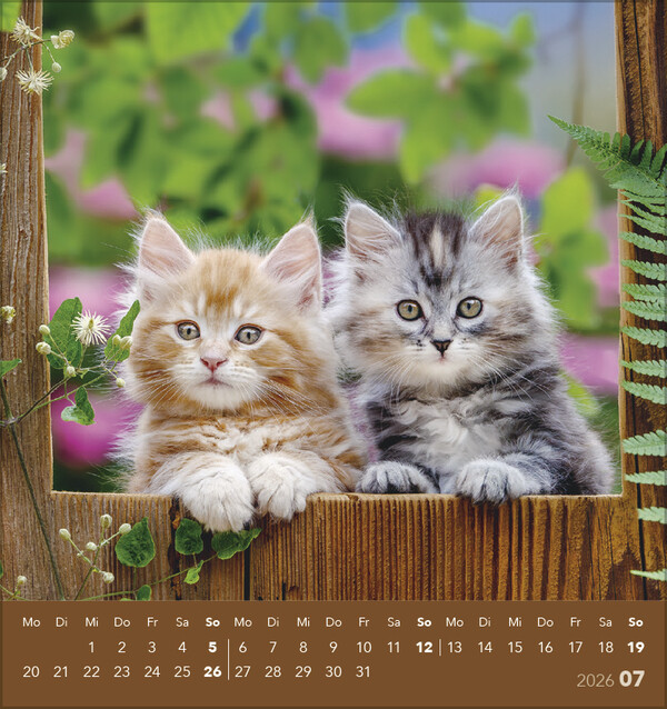 Weitere Ansicht: Schmusekatzen 2026