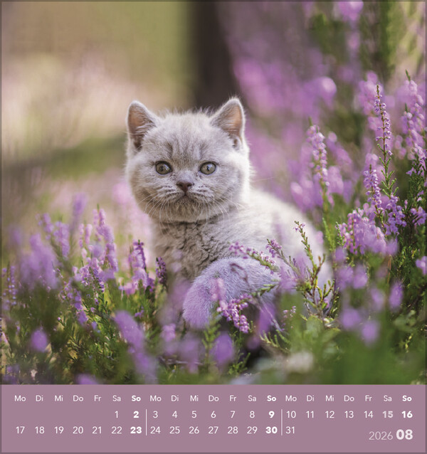 Weitere Ansicht: Schmusekatzen 2026