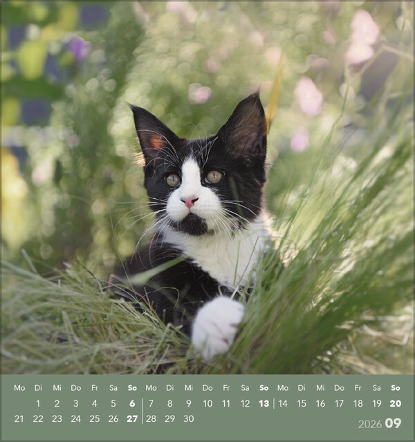 Weitere Ansicht: Schmusekatzen 2026