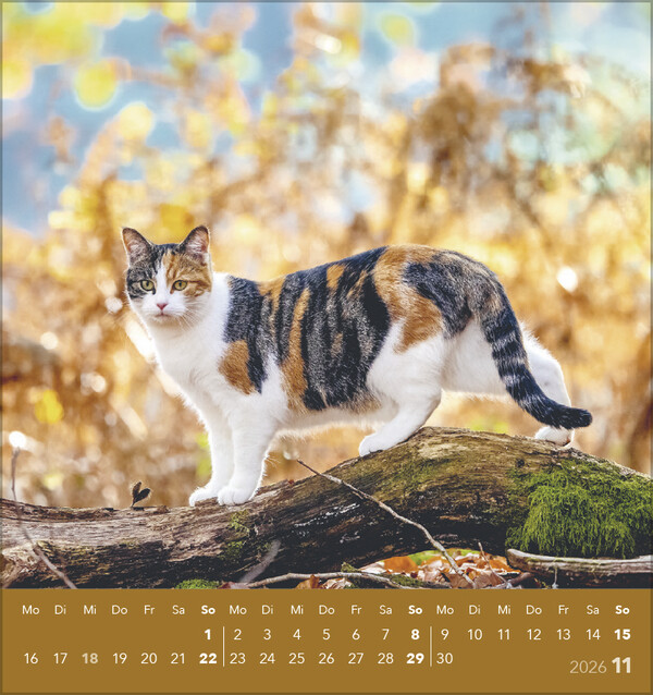 Weitere Ansicht: Schmusekatzen 2026